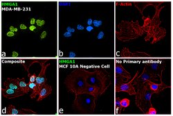 Invitrogen HMGA1 Polyclonal Antibody 100 &mu;L; Unconjugated:Antibodies,
