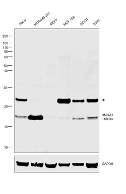 Invitrogen HMGA1 Polyclonal Antibody 100 &mu;L; Unconjugated:Antibodies,