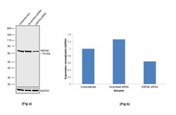 Invitrogen HSPA9 Polyclonal Antibody 100 &mu;L; Unconjugated:Antibodies,