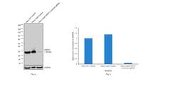 Invitrogen HSP27 Polyclonal Antibody 100 &mu;L; Unconjugated:Antibodies,