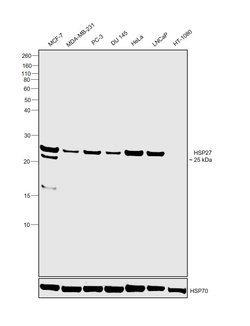 Invitrogen HSP27 Polyclonal Antibody 100 &mu;L; Unconjugated:Antibodies,