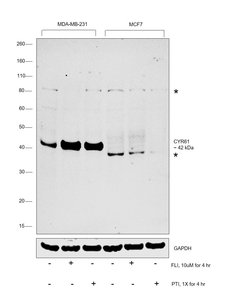 Invitrogen CYR61 Polyclonal Antibody 100 &mu;L; Unconjugated:Antibodies,