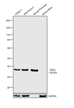 Invitrogen PDX1 Polyclonal Antibody 100 &mu;L; Unconjugated:Antibodies,