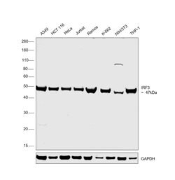 Invitrogen IRF3 Polyclonal Antibody 100 &mu;L; Unconjugated:Antibodies,