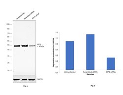 Invitrogen IRF3 Polyclonal Antibody 100 &mu;L; Unconjugated:Antibodies,