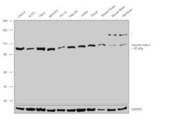 Invitrogen KPNB1 Polyclonal Antibody 100 &mu;L; Unconjugated:Antibodies,