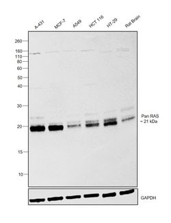 Invitrogen Pan Ras Polyclonal Antibody 100 &mu;L; Unconjugated:Antibodies,