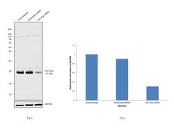Invitrogen Pan Ras Polyclonal Antibody 100 &mu;L; Unconjugated:Antibodies,
