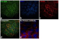 Invitrogen Pan Ras Polyclonal Antibody 100 &mu;L; Unconjugated:Antibodies,