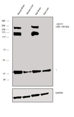 Invitrogen CD171 (L1CAM) Polyclonal Antibody 100 &mu;L; Unconjugated:Antibodies,