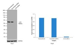 Invitrogen LCK Polyclonal Antibody 100 &mu;L; Unconjugated:Antibodies,