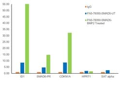 Invitrogen SMAD5 Polyclonal Antibody 100 &mu;L | Buy Online | Invitrogen&trade; | Fisher Scientific