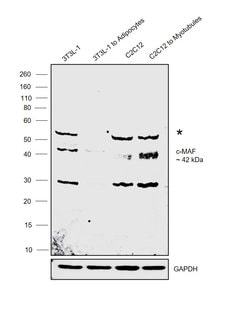 Invitrogen c-MAF Polyclonal Antibody 100 &mu;L; Unconjugated:Antibodies,