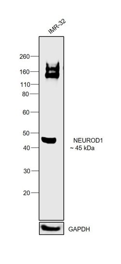 Invitrogen NeuroD1 Polyclonal Antibody 100 &mu;L | Buy Online | Invitrogen&trade; | Fisher Scientific