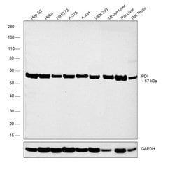 Invitrogen PDI Polyclonal Antibody 100 &mu;L; Unconjugated:Antibodies,