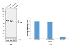 Invitrogen PDI Polyclonal Antibody 100 &mu;L; Unconjugated:Antibodies,