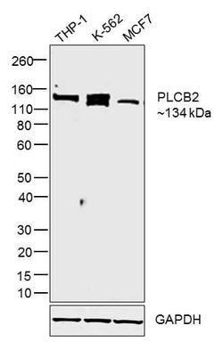 Invitrogen PLCB2 Polyclonal Antibody 100 &mu;L | Buy Online | Invitrogen&trade; | Fisher Scientific