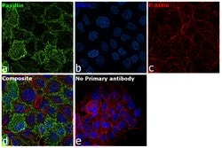 Invitrogen Paxillin Polyclonal Antibody 100 &mu;L; Unconjugated:Antibodies,