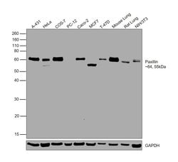 Invitrogen Paxillin Polyclonal Antibody 100 &mu;L; Unconjugated:Antibodies,