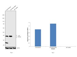 Invitrogen SET Polyclonal Antibody 100 &mu;L; Unconjugated:Antibodies,