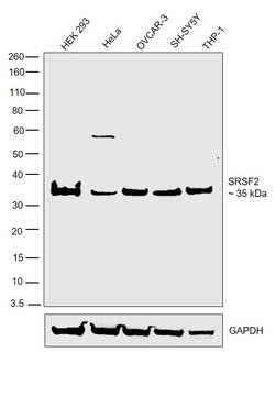 Invitrogen SRSF2 Polyclonal Antibody 100 &mu;L; Unconjugated:Antibodies,