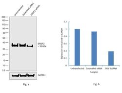 Invitrogen SRSF2 Polyclonal Antibody 100 &mu;L; Unconjugated:Antibodies,