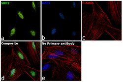 Invitrogen SKP2 Polyclonal Antibody 100 &mu;L; Unconjugated:Antibodies,