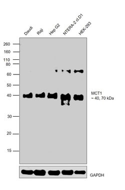 MCT1 Polyclonal Antibody:Antibodies, Polyclonal