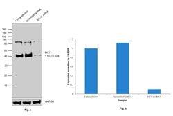 MCT1 Polyclonal Antibody:Antibodies, Polyclonal