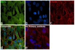 MCT1 Polyclonal Antibody:Antibodies, Polyclonal
