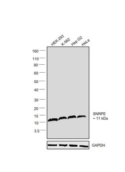 Invitrogen SNRPE Polyclonal Antibody 100 &mu;L; Unconjugated:Antibodies,