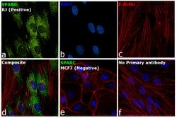 Invitrogen&trade;&nbsp;SPARC Polyclonal Antibody