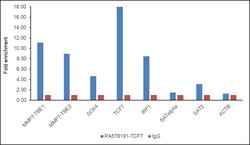 Invitrogen TCF7 Polyclonal Antibody 100 &mu;L; Unconjugated:Antibodies,