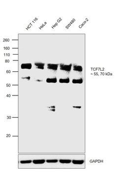 Invitrogen TCF7L2 Polyclonal Antibody 100 &mu;L; Unconjugated:Antibodies,