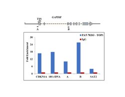 Invitrogen TOP1 Polyclonal Antibody 100 &mu;L; Unconjugated:Antibodies,
