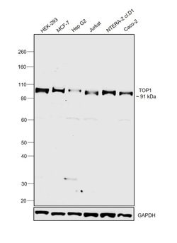 Invitrogen TOP1 Polyclonal Antibody 100 &mu;L; Unconjugated:Antibodies,