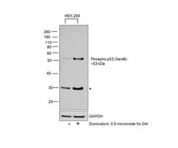 Invitrogen Phospho-p53 (Ser46) Polyclonal Antibody 100 &mu;L | Buy Online | Invitrogen&trade; | Fisher Scientific