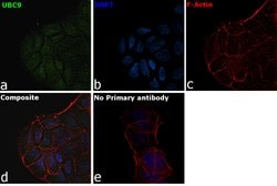 Invitrogen UBC9 Polyclonal Antibody 100 &mu;L; Unconjugated:Antibodies,