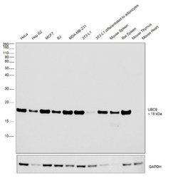 Invitrogen UBC9 Polyclonal Antibody 100 &mu;L; Unconjugated:Antibodies,