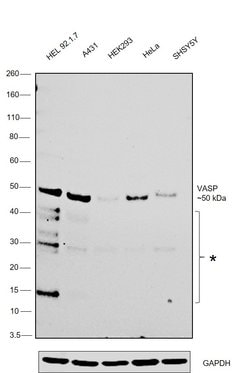 Invitrogen VASP Polyclonal Antibody 100 &mu;L; Unconjugated:Antibodies,