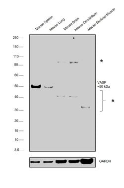 Invitrogen VASP Polyclonal Antibody 100 &mu;L | Buy Online | Invitrogen&trade; | Fisher Scientific