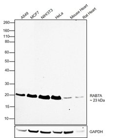 Invitrogen RAB7A Polyclonal Antibody 100 &mu;L; Unconjugated:Antibodies,