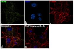 Invitrogen NUMB Polyclonal Antibody 100 &mu;L | Buy Online | Invitrogen&trade; | Fisher Scientific