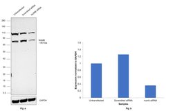 Invitrogen NUMB Polyclonal Antibody 100 &mu;L | Buy Online | Invitrogen&trade; | Fisher Scientific