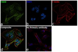 Invitrogen FADD Polyclonal Antibody 100 &mu;L; Unconjugated:Antibodies,