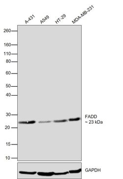 Invitrogen FADD Polyclonal Antibody 100 &mu;L; Unconjugated:Antibodies,