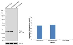 Invitrogen FADD Polyclonal Antibody 100 &mu;L; Unconjugated:Antibodies,