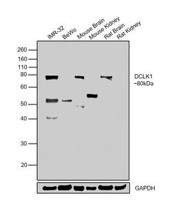 Invitrogen DCLK1 Polyclonal Antibody 100 &mu;L | Buy Online | Invitrogen&trade; | Fisher Scientific