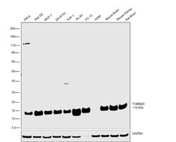 Invitrogen TOMM20 Polyclonal Antibody 100 &mu;L; Unconjugated:Antibodies,