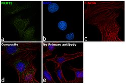 Invitrogen PRMT5 Polyclonal Antibody 100 &mu;L; Unconjugated:Antibodies,